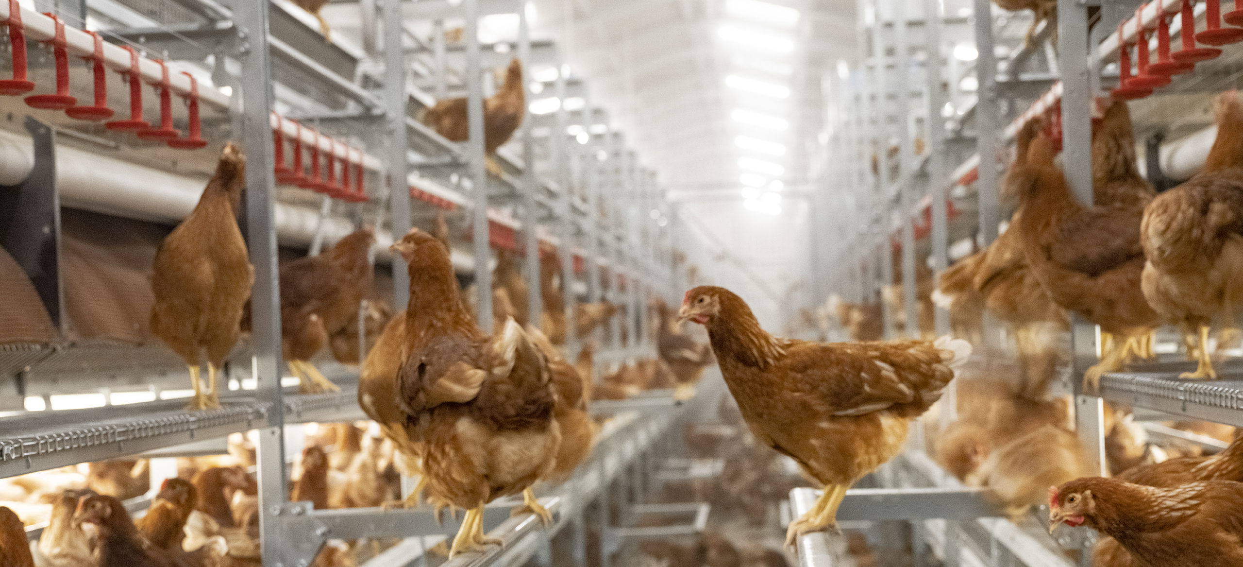 Poultry Technology For 12 Month